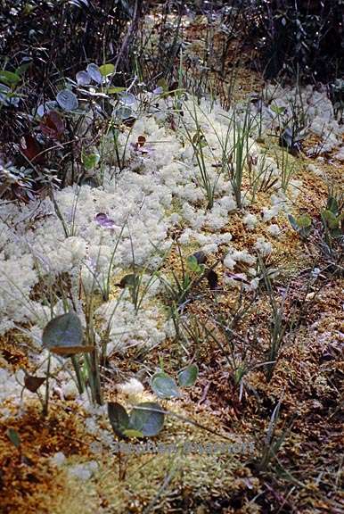 pygmy forest lichens